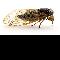 Fully detailed cicada.<BR> Photographer: Zach Johnson, Catseye Pest Control, Castleton-on-Hudson, N.Y.